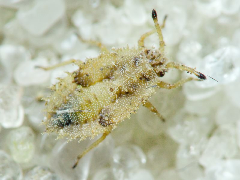 Tingis (Tropidocheila) caucasica (Jakovlev, 1880)